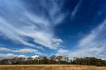 tree line